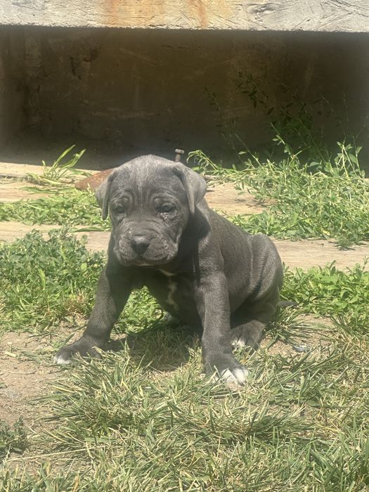Catelusa Cane Corso
