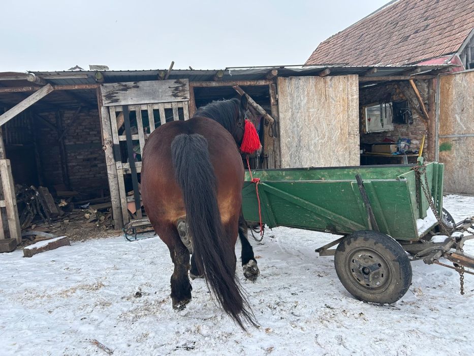 Vând iapa de 6 ani foarte cuminte  garantata în orice punct de vedere
