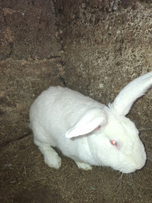 Кролик крол кролчата