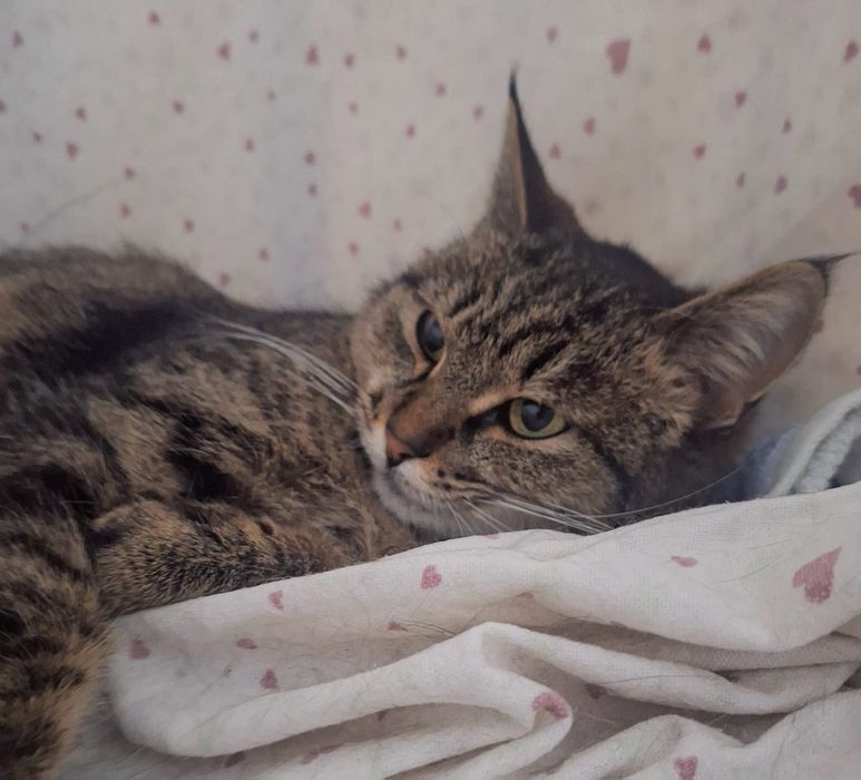 Добрая домашняя кошка, бесплатно!