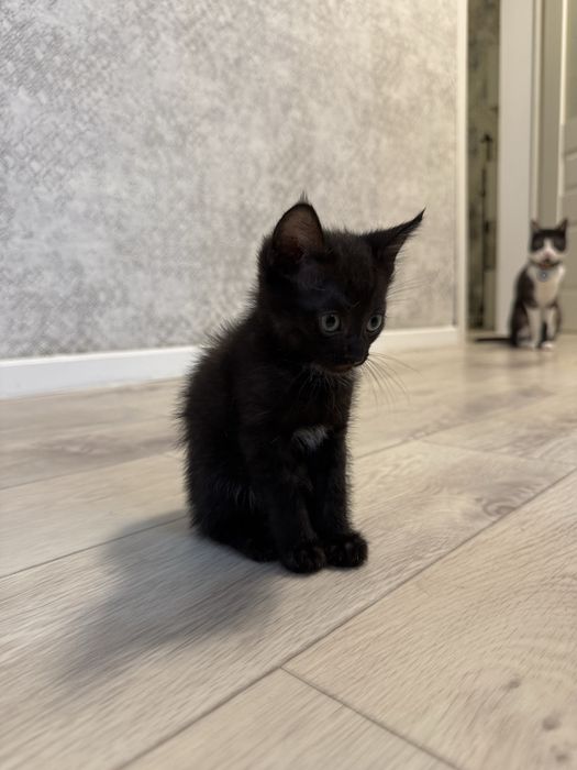 Отдаем котенка бесплатно