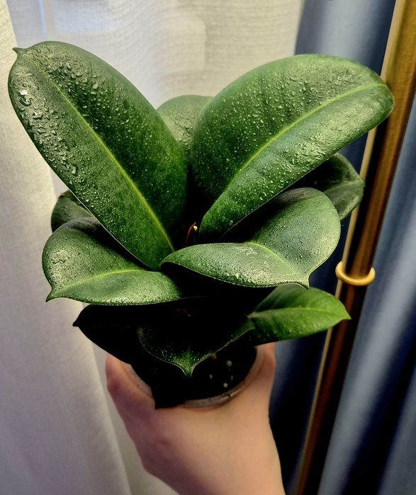 Фикус альбомаргината , блек даймонт