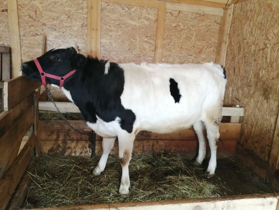 Vând vițică sau schimb pe lemne de fag, valoare 6 000 lei