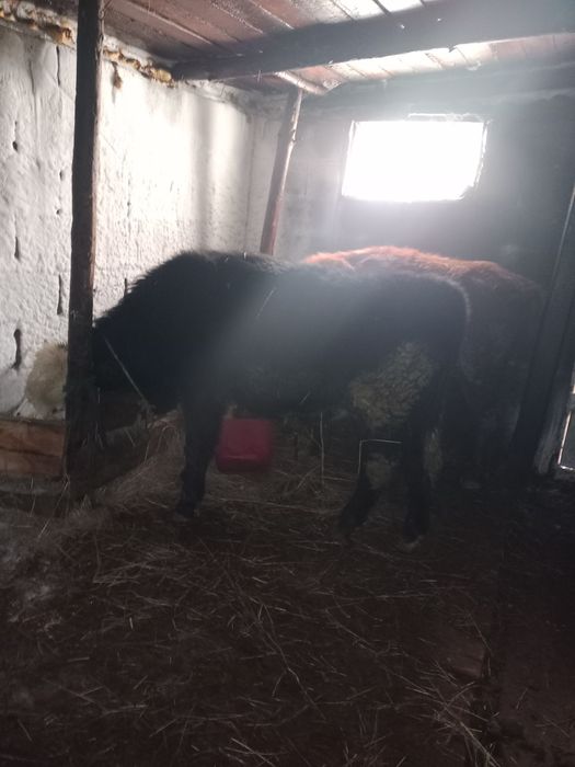 Продам бычки около 20и голов