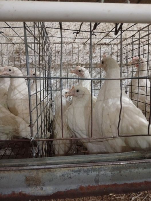 100кунлик жужалар сотилади