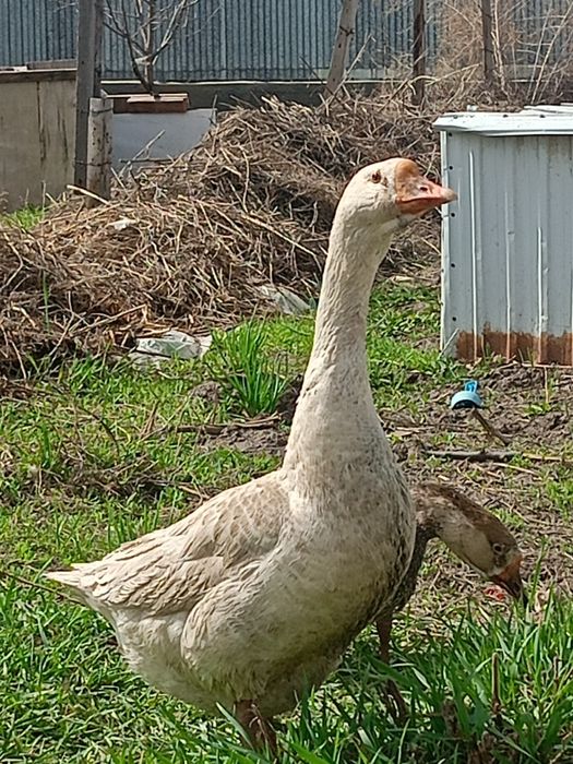 Каз уйрек Индаутка тауык сатылады