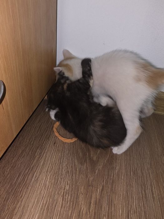 Donez 4 pui de pisica