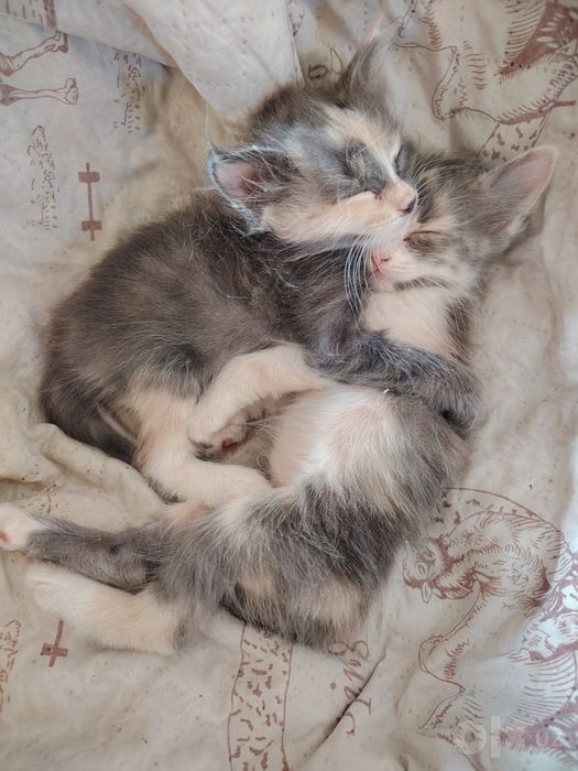 Котята 1,5 мес пушистые