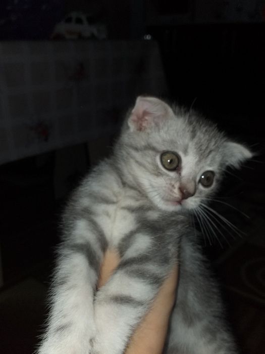 Скотиш фолд окраска шиншилла мраморная 2- месяца котенку