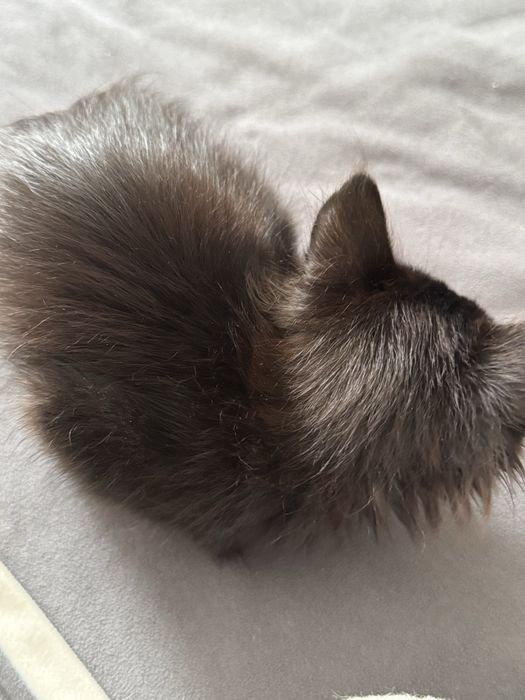 милый котёнок девочка