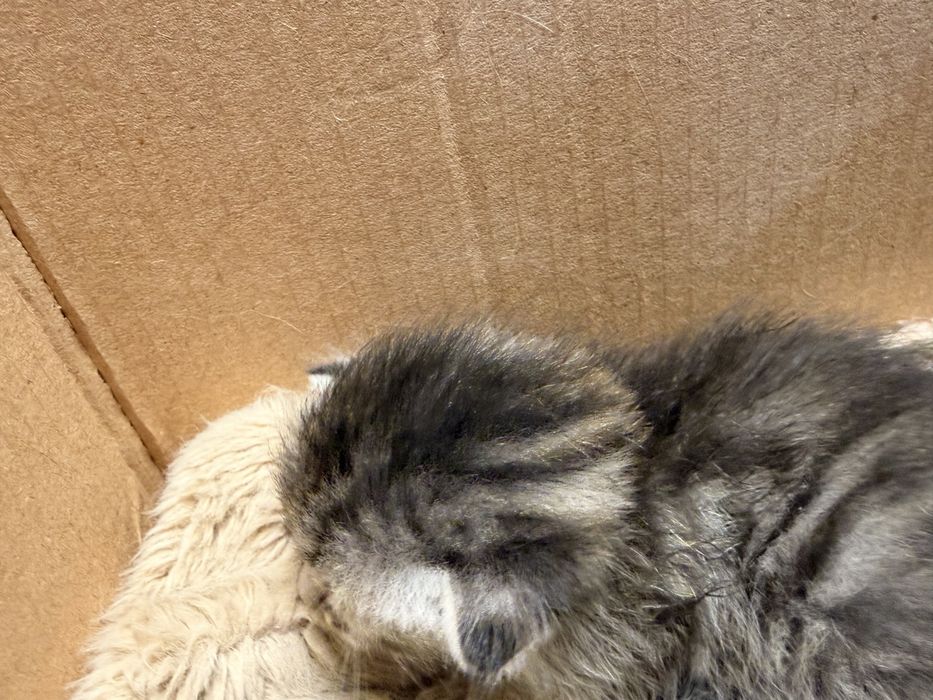 Кошка шотландская