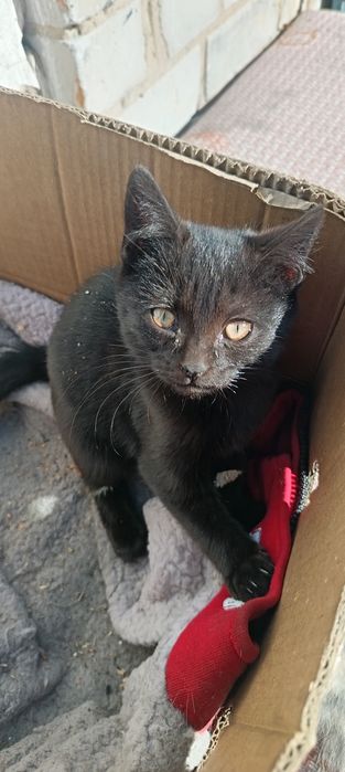 Отдам котят в хорошие руки