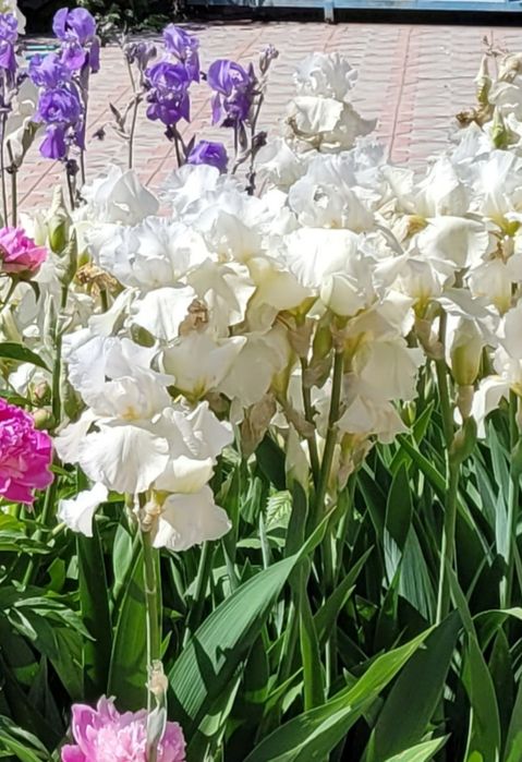 Ирисы садовые, разные