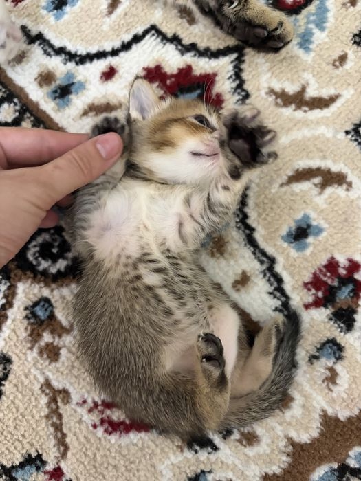 Котенок породы  Чаузи