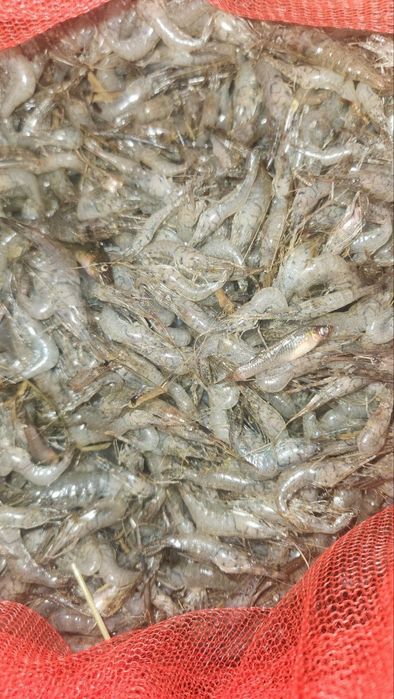 Маринка ишкибозлари,Сазан ишкибозлари