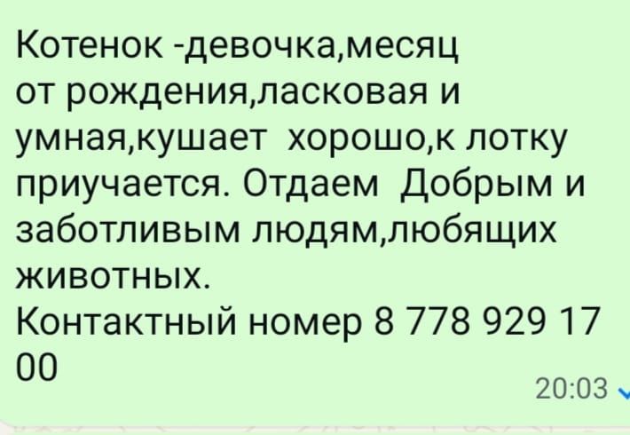 Отдам котёнка в добрые руки