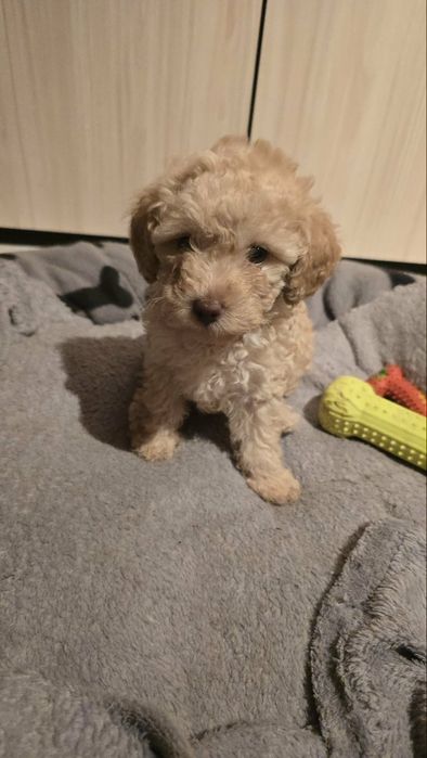 Мини пудел момиченце на 3 месеца