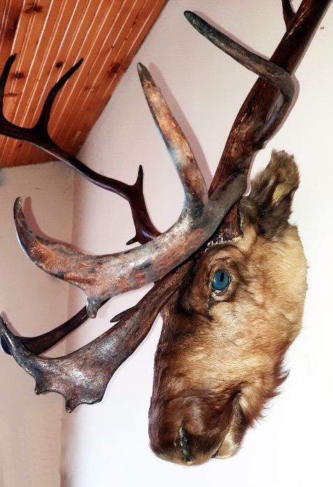 Рога от северен елен