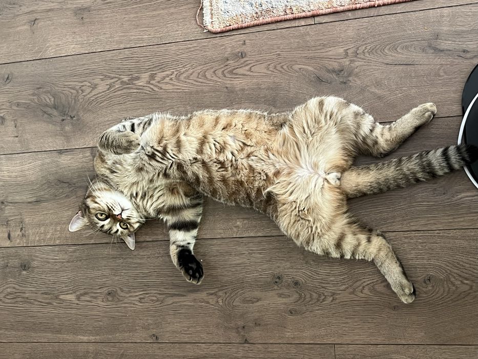Отдам Кота бесплатно .