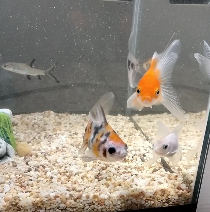 Отдам трёх золотых рыбок