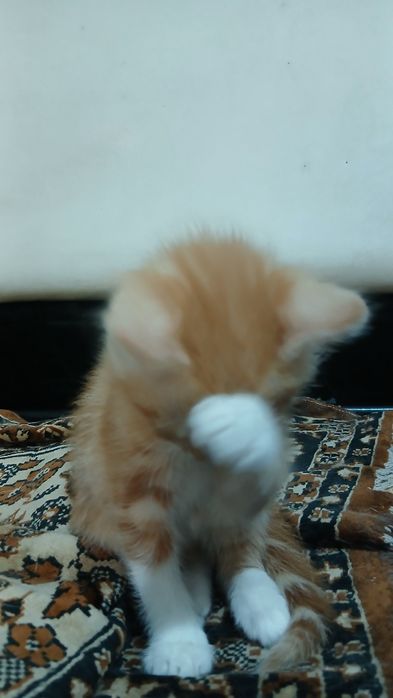 котята маленькие девочка и мальчик
