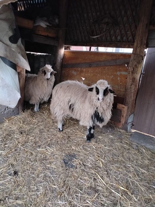 Vand 2 femele. Rasa ochis pret negociabil + balot de fan de vanzare