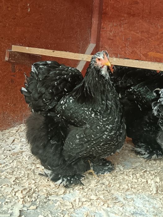 Oua incubat cochinchina uriaș