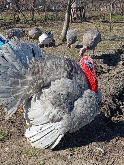 Ouă incubat curci albastre