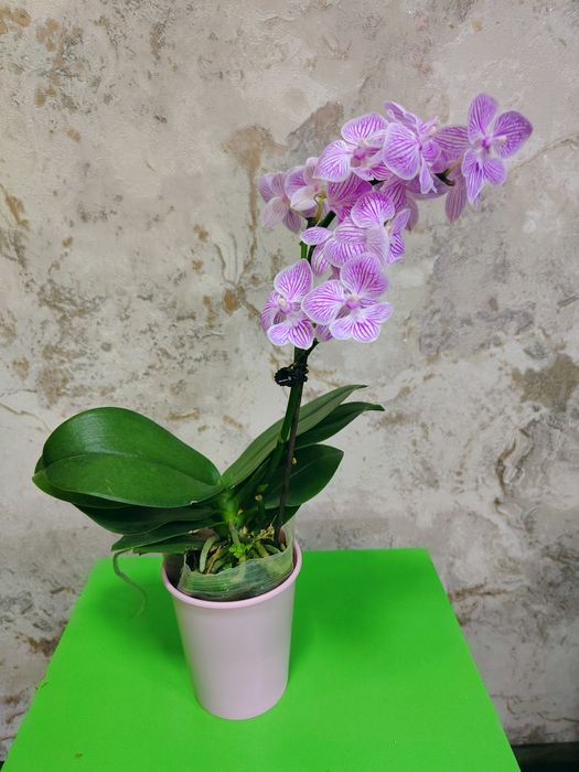 Phalaenopsis big lip