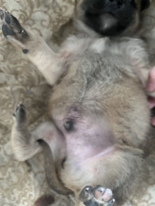 Щенок бельгийской овчарки