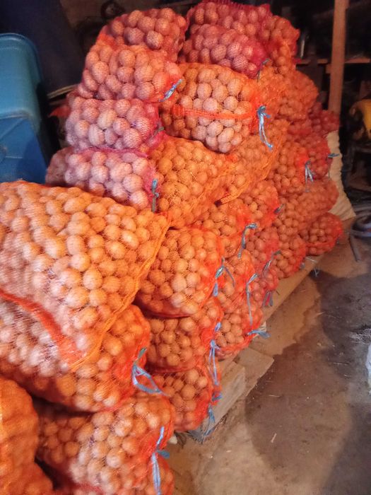 Cartofi de sămânță roșii