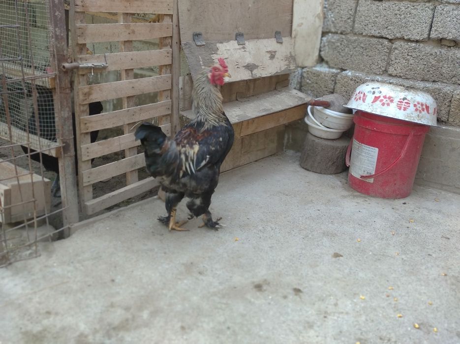 Xoroz brama sotiladi