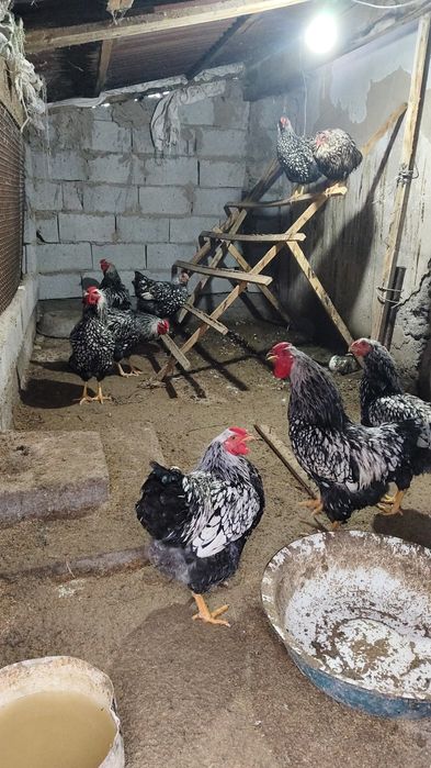 Продам петушков Виандот