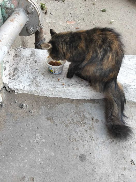 Кто потерял кошку?