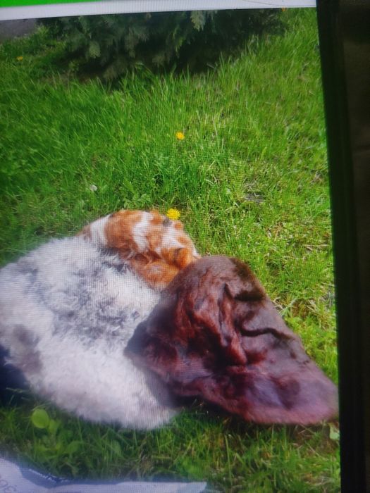 Căciuli tip palari damă