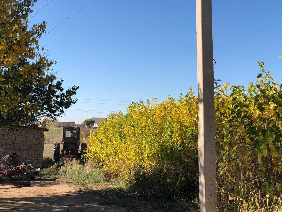 Tut ТУТ kuchatlari sotuvda