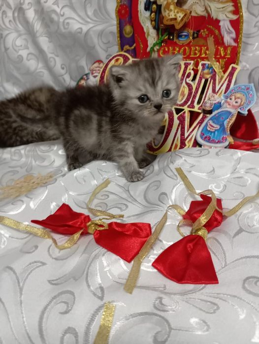 Продаю котят очень милые