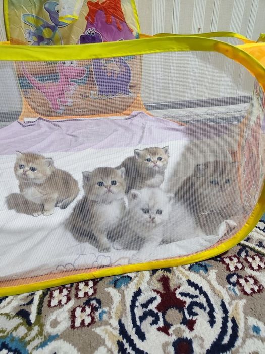 Продаются  породистые   котята британские золотые  шиншилы