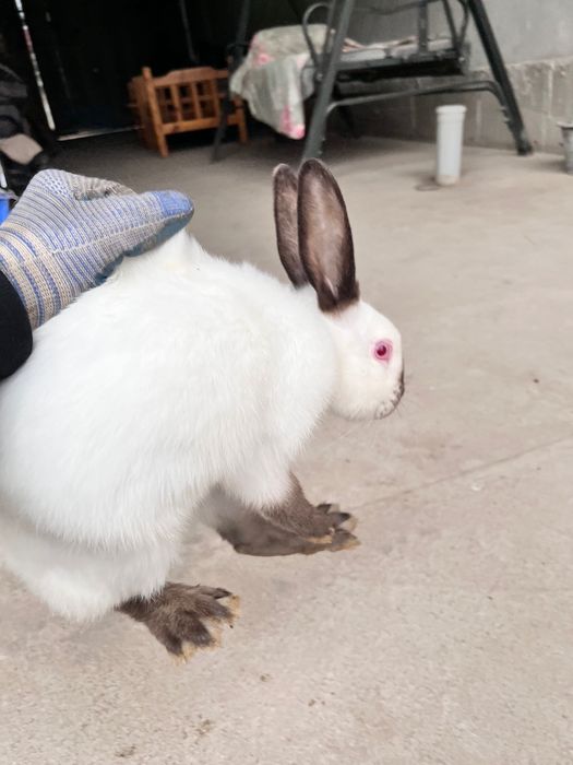 Продается кролики домашние