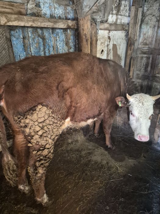 Продам кашар семис