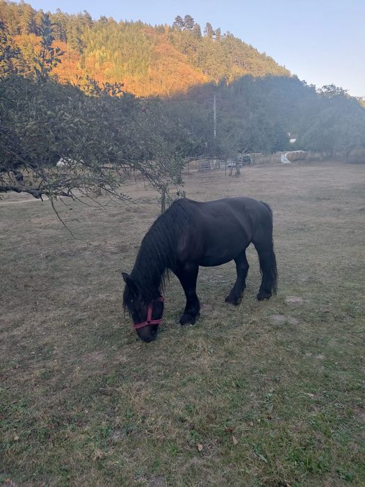 Mânz de vânzare rasă grea