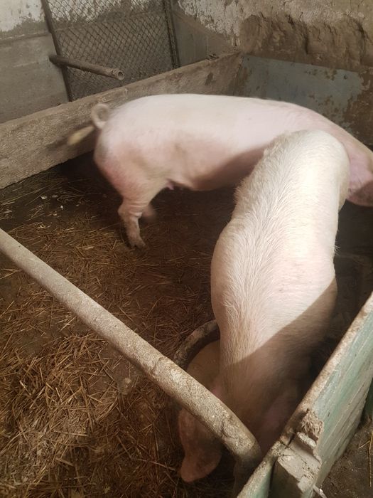 Прасета за клане