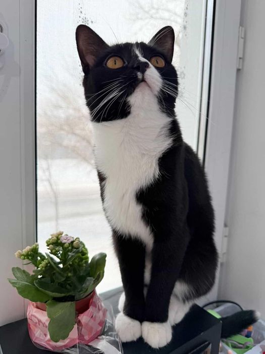 Отдам кошку в семью