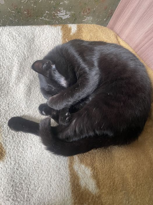 Отдам в добрые руки кота