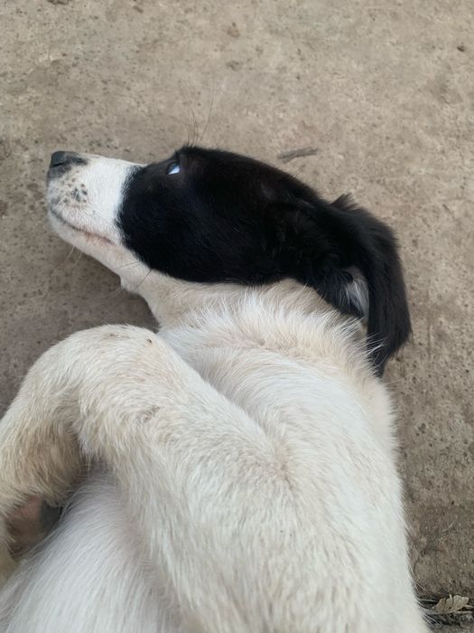 Щегочек русского охотничего спаниеля