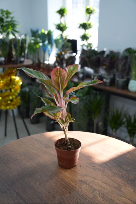 Аглаонема Ред фаир