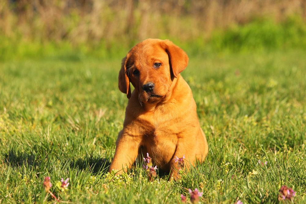 labrador pui foxred cu pedigree