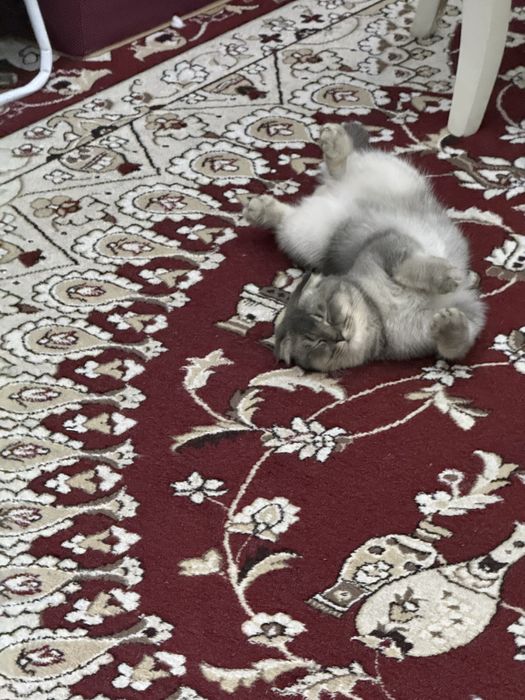 Skotish fold 5 oylik