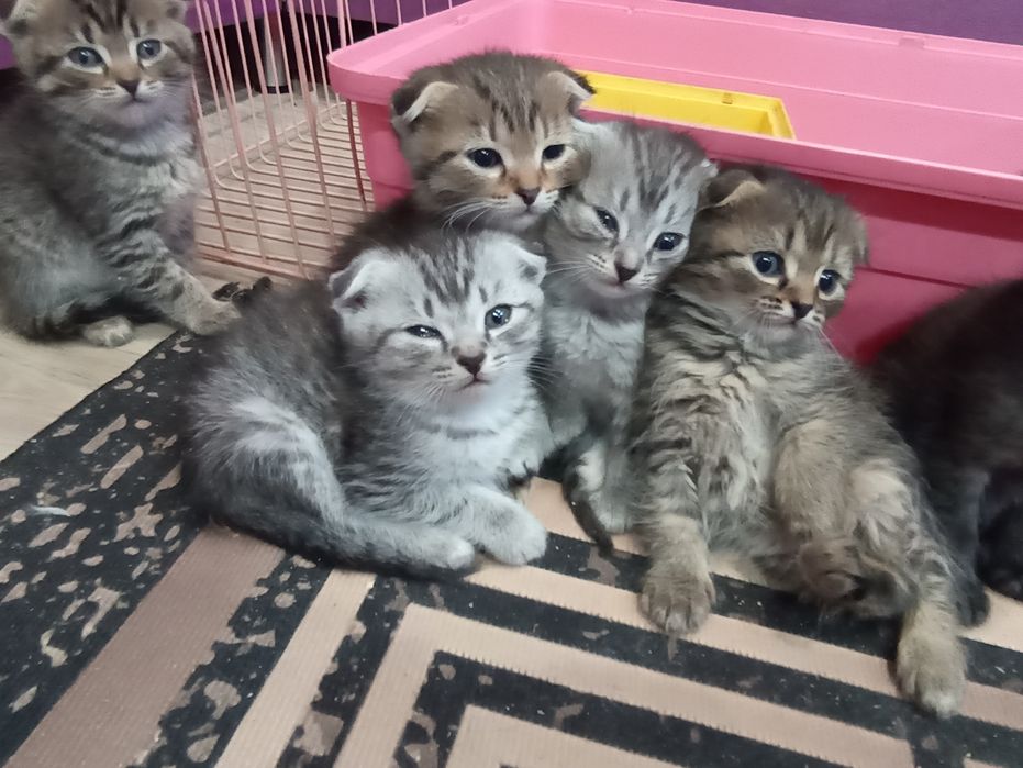 Продам котят скоттиш фолд