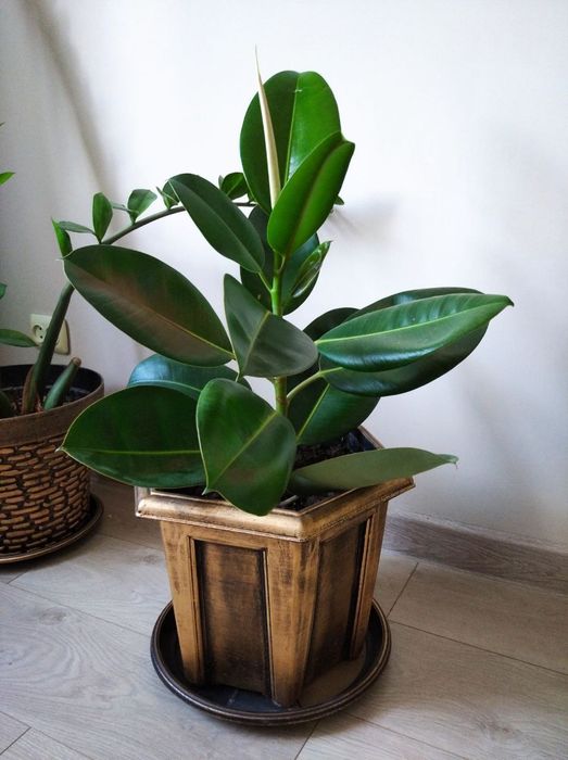 Фикус высота 55 см